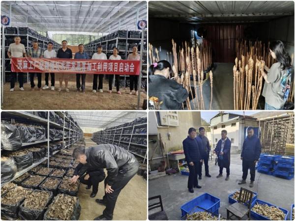 yl23411永利官网科技赋能陇南天麻产业  推动中医药现代化发展